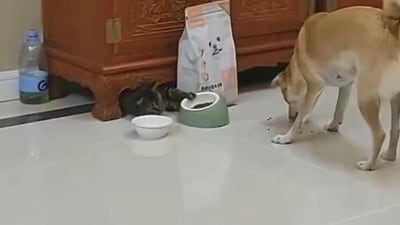 Snapshot of the dog and the cat. (X/@buitengebieden) Snapshot of the dog and the cat. (X/@buitengebieden)