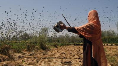 Harsh Dubey, a Chhattisgarh-based political analyst said that the battle for paddy is the single biggest electoral factor in the second phase of the elections (ANI FILE PHOTO/Representative Image) Harsh Dubey, a Chhattisgarh-based political analyst said that the battle for paddy is the single biggest electoral factor in the second phase of the elections (ANI FILE PHOTO/Representative Image)