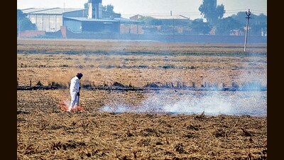 Haryana clocks 36% farm fires in 14 days Haryana clocks 36% farm fires in 14 days