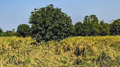 The farmer’s brother told reporters that he died by suicide when the pesticide didn’t work (REUTERS FILE PHOTO) The farmer’s brother told reporters that he died by suicide when the pesticide didn’t work (REUTERS FILE PHOTO)