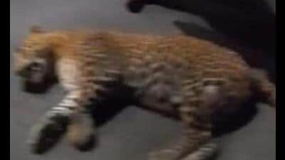 The two-year-old male leopard found dead on Shaheed Path. (Sourced) The two-year-old male leopard found dead on Shaheed Path. (Sourced)
