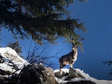 Directed by Shivang Mehta, this documentary is about the world's largest mountain goat, Panjal Markhor.