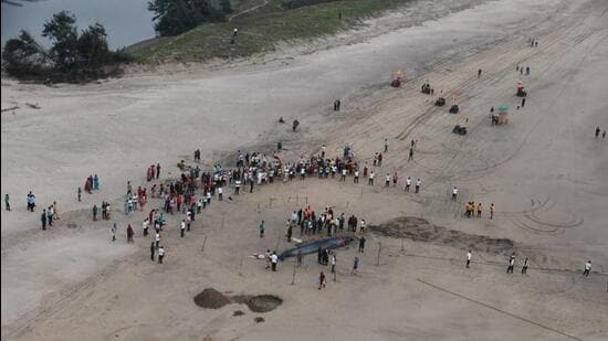 Rescued Blue Whale calf returns to Ganapatipule