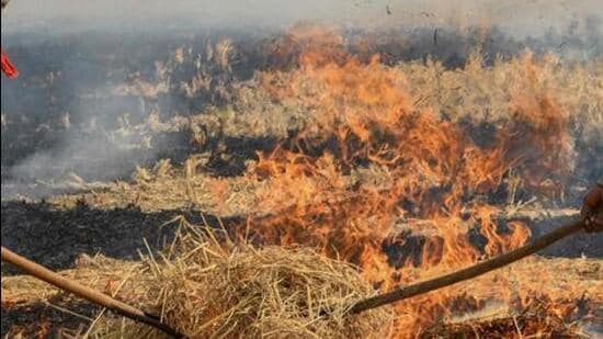 The Punjab government on Wednesday registered 83 FIRs against farmers for burning paddy stubble taking the total number of FIRs against farmers after Supreme Court directions to 336. (HT File Photo)