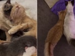 The image shows the mama cats with their litters. 