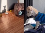 The image shows a dog playing with its own shadow. 