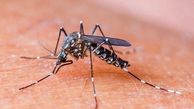 The chikunguniya virus is transmitted by Aedes aegypti and Aedes albopictus mosquitoes, which also spread dengue and Zika viruses(Agencies/Representative use)