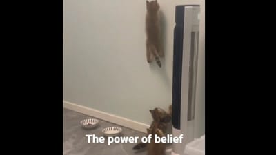 Snapshot of the cat scaling the wall. (Instagram) Snapshot of the cat scaling the wall. (Instagram)