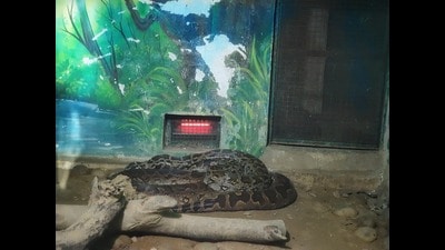 Heaters installed in the snake house in the zoo, in Lucknow (HT Photo)