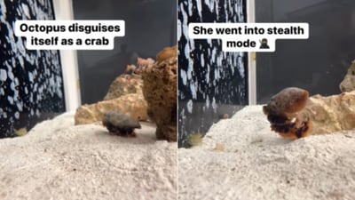 The image shows an octopus disguised as a crab. (Instagram/@the_reef_doc)