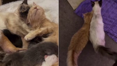 The image shows the mama cats with their litters. (Instagram/@strongheartscats) The image shows the mama cats with their litters. (Instagram/@strongheartscats)