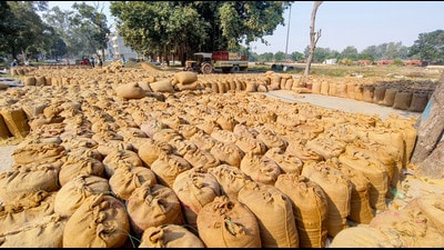 The Haryana government on Thursday said that it has disbursed  ₹12,490 crore to paddy farmers and  ₹805 crore to millet producers during the ongoing kharif procurement season. (PTI FILE)