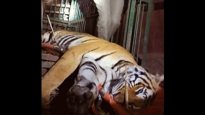 The rescued tigress being carried to Mailani range headquarters on Thursday evening in Lakhimpur. (HT Photo) The rescued tigress being carried to Mailani range headquarters on Thursday evening in Lakhimpur. (HT Photo)