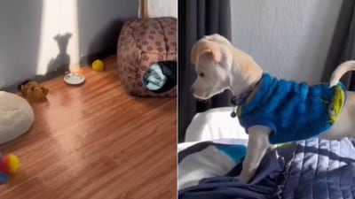 The image shows a dog playing with its own shadow. (X/@buitengebieden) The image shows a dog playing with its own shadow. (X/@buitengebieden)