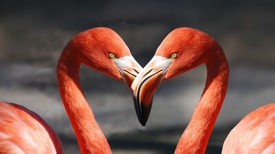 Daily Love and Relationship Horoscope 2023: Find out love predictions for November 17. Daily Love and Relationship Horoscope 2023: Find out love predictions for November 17.