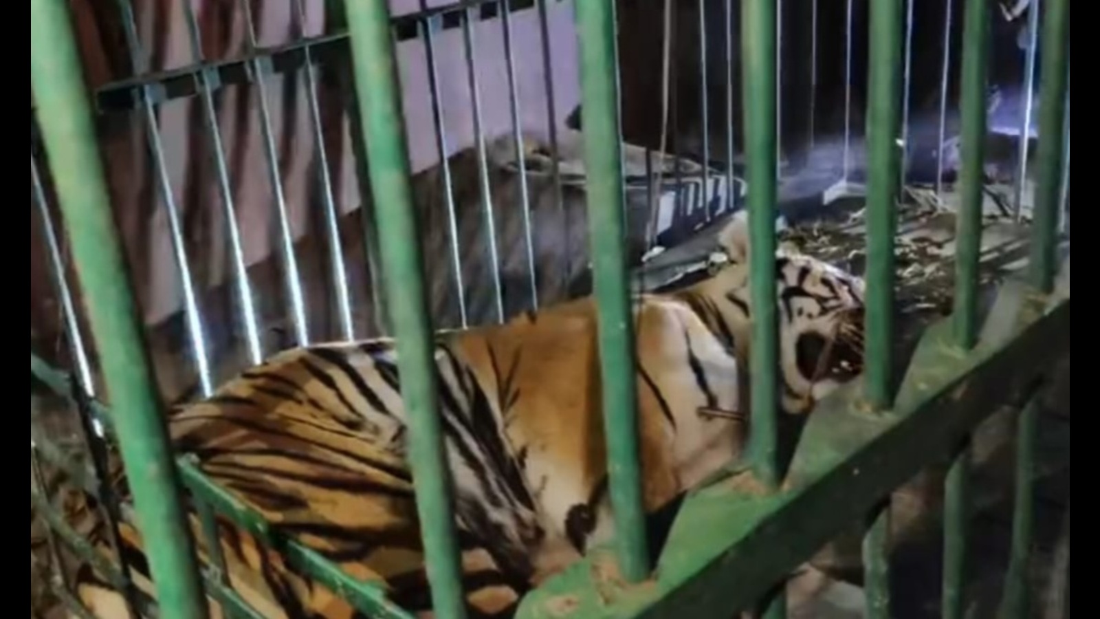Rescued tigress to be housed in Kanpur zoo - Vimarsana News