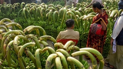 On Friday in Patna, people flock to the fruit market to buy bananas in preparation for the festival of Chhath Puja. (ANI Photo) On Friday in Patna, people flock to the fruit market to buy bananas in preparation for the festival of Chhath Puja. (ANI Photo)