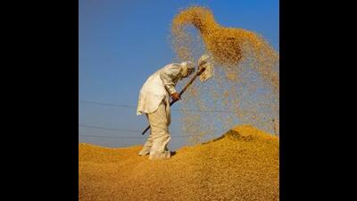 Paddy was cultivated on around 35,200 hectares in Mohali this season, lower than 38,000 hectares in 2022. (HT File Photo)