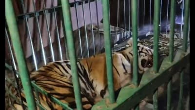 Captured tigress from Mailani range on Thursday to be housed in Kanpur zoo (HT Photo)