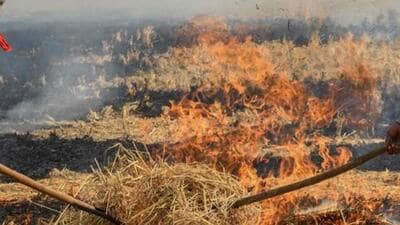 Haryana on Friday recorded 45 incidents of stubble burning surpassing the 2,000 figure for this season. So far, 2,031 cases have been recorded with a maximum of 491 in Fatehabad, 302 in Jind and 267 in Kaithal. (HT File Photo)