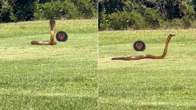 The image shows a huge cobra invading a golf course. (Instagram/@elithapeachey) The image shows a huge cobra invading a golf course. (Instagram/@elithapeachey)