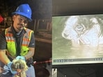 Puppy rescued from sewer after hours-long operation. Puppy rescued from sewer after hours-long operation.