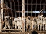 Dogs are pictured in cages at a dog meat farm in Wonju, South Korea. Dogs are pictured in cages at a dog meat farm in Wonju, South Korea.