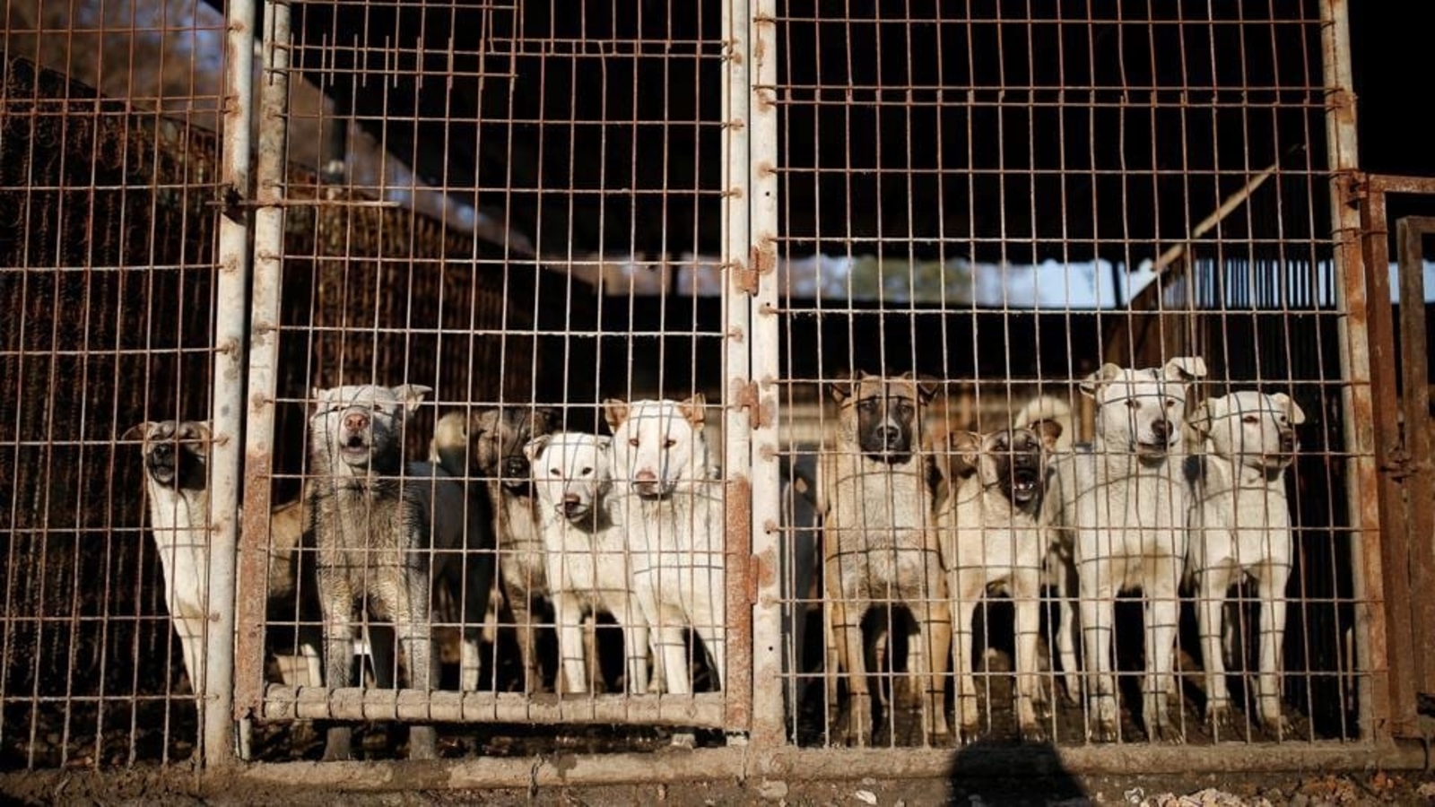South Korea plans to ban eating dog meat - Vimarsana News