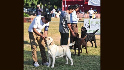 The competitions of Rottweiler and Labrador dogs were the highlight of the first of the two-day show. (HT Photo)