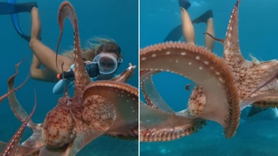 The image shows a woman and an octopus swimming close to each other. (Instagram/@zanzibar_mermaid) The image shows a woman and an octopus swimming close to each other. (Instagram/@zanzibar_mermaid)