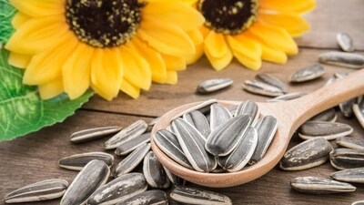 Sunflower seeds: Imbued with Vitamin E, these gems not only nurture your skin but also foster luscious hair growth, unveiling a radiant you. (Shutterstock) Sunflower seeds: Imbued with Vitamin E, these gems not only nurture your skin but also foster luscious hair growth, unveiling a radiant you. (Shutterstock)
