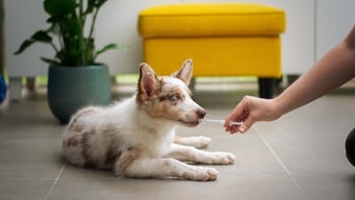 Mystery dog respiratory illness spreads across several US states, owners warned (Unsplash/Ayla Verschueren) Mystery dog respiratory illness spreads across several US states, owners warned (Unsplash/Ayla Verschueren)