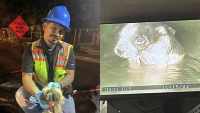 Puppy rescued from sewer after hours-long operation. (X/@MySAWS)