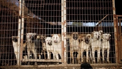 Dogs are pictured in cages at a dog meat farm in Wonju, South Korea. (Reuters) Dogs are pictured in cages at a dog meat farm in Wonju, South Korea. (Reuters)