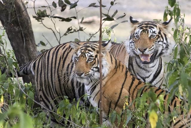 Tigers in Ranthambore Tiger Reserve, Sawai Madhopur, Rajasthan. (Himanshu Vyas\ Hindustan Times)
