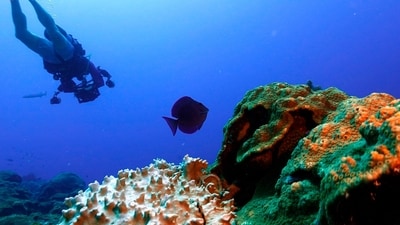 Bleached coral is visible next to healthy coral during a scuba dive at the Flower Garden Banks National Marine Sanctuary, off the coast of Galveston, Texas. The sanctuary had some moderate bleaching this year but nothing like the devastation that hit other reefs during the summer's record-breaking heat. (AP Photo/LM Otero) Bleached coral is visible next to healthy coral during a scuba dive at the Flower Garden Banks National Marine Sanctuary, off the coast of Galveston, Texas. The sanctuary had some moderate bleaching this year but nothing like the devastation that hit other reefs during the summer's record-breaking heat. (AP Photo/LM Otero)