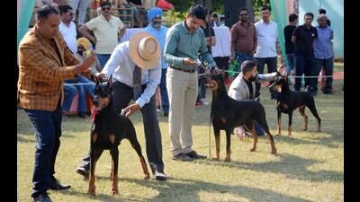 Participants lining their pets up for a competition at the Panchkula dog show. (Sant Arora /HT)