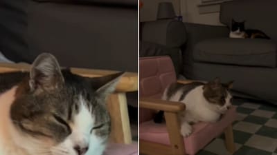 The image shows a cat sitting on a chair. (Instagram/@ellawatchestv_)