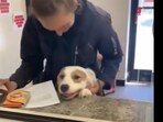 Snapshot of the dog being adopted. 