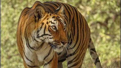 Maya (T-12), who is feared to have been killed in territorial fight, was photographed four months ago in Tadoba -Andhari Tiger Reserve (FILE PHOTO) Maya (T-12), who is feared to have been killed in territorial fight, was photographed four months ago in Tadoba -Andhari Tiger Reserve (FILE PHOTO)