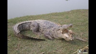 The crocodile was safely released back into a suitable natural habitat (HT Photo)