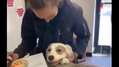 Snapshot of the dog being adopted. Snapshot of the dog being adopted.