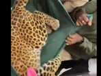 Snapshot of the leopard being taken out of the house. Snapshot of the leopard being taken out of the house.