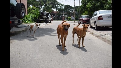 As per data compiled by the civic body, the city reported 7,790 dog bite cases from January 1 to August 31, this year. (HT PHOTO) As per data compiled by the civic body, the city reported 7,790 dog bite cases from January 1 to August 31, this year. (HT PHOTO)