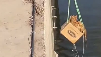 The cat being rescued from water. The cat being rescued from water.