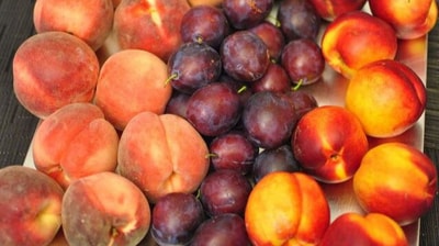 As per the Centers for Disease Control and Prevention, the outbreak has been linked to peaches, plums or nectarines from HMC farms. As per the Centers for Disease Control and Prevention, the outbreak has been linked to peaches, plums or nectarines from HMC farms.
