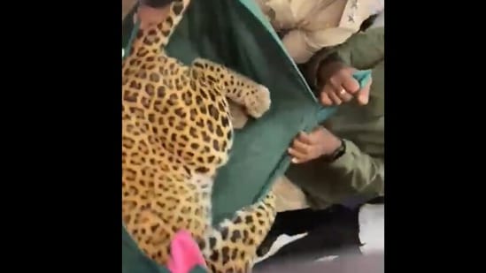 Snapshot of the leopard being taken out of the house. (X/@Superstar Raj)