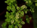 When is Tulsi Vivah 2023? Date, shubh muhurat, rituals, significance and more When is Tulsi Vivah 2023? Date, shubh muhurat, rituals, significance and more