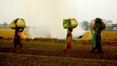 Women carrying dry straw walk past the burning paddy stubble in a field at a village near Patiala on Thursday. (ANI Photo)