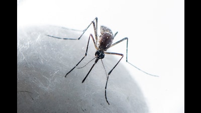Chikungunya is caused by the vector-borne chikungunya virus (CHIKV) and resembles dengue in many aspects. (HT Photo) Chikungunya is caused by the vector-borne chikungunya virus (CHIKV) and resembles dengue in many aspects. (HT Photo)